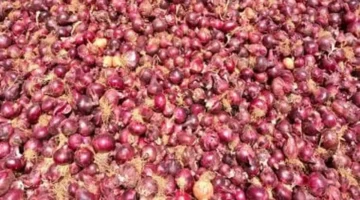 أسعار الخضروات والفاكهة بأسوان اليوم تبرز ارتفاع البصل الأحمر إلى 15 جنيهاً